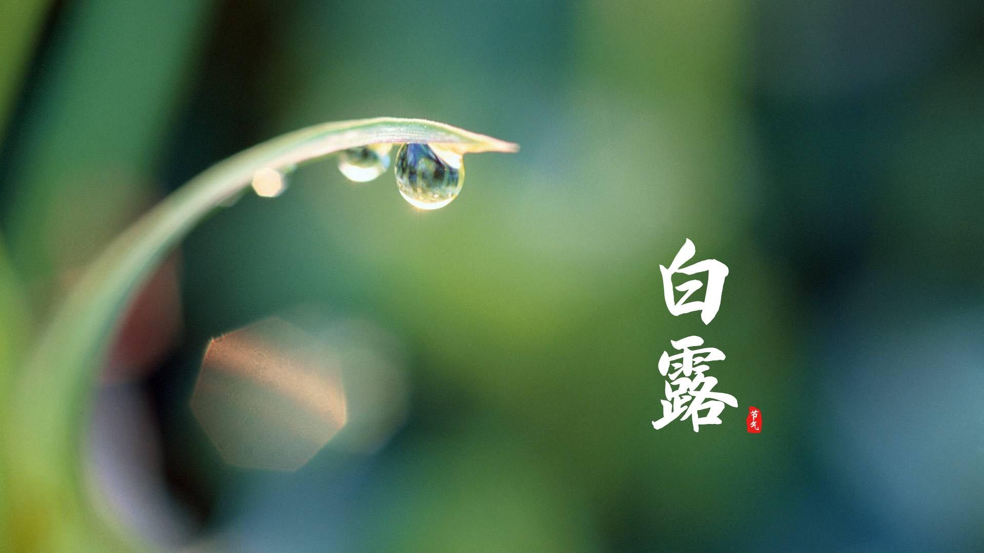 白露清新护眼风景桌面壁纸