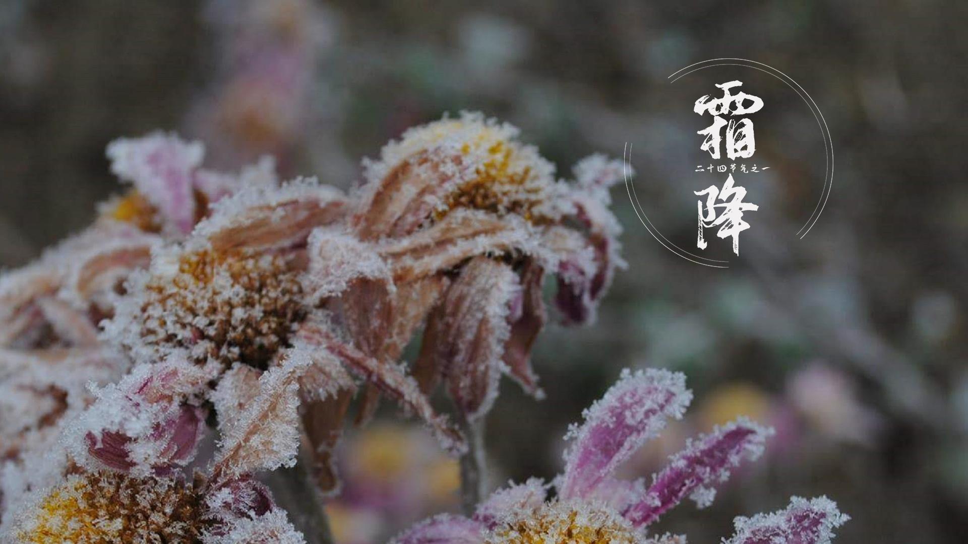 霜降节气唯美风景图片壁纸