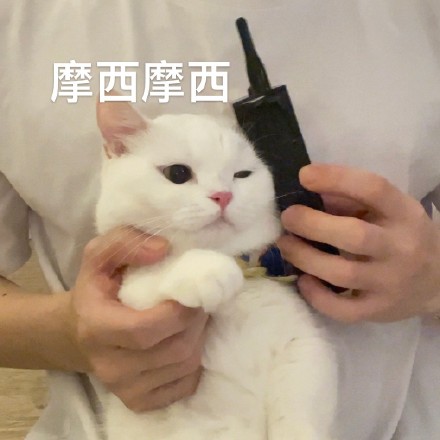 猫咪奶盖大哥大系列表情包