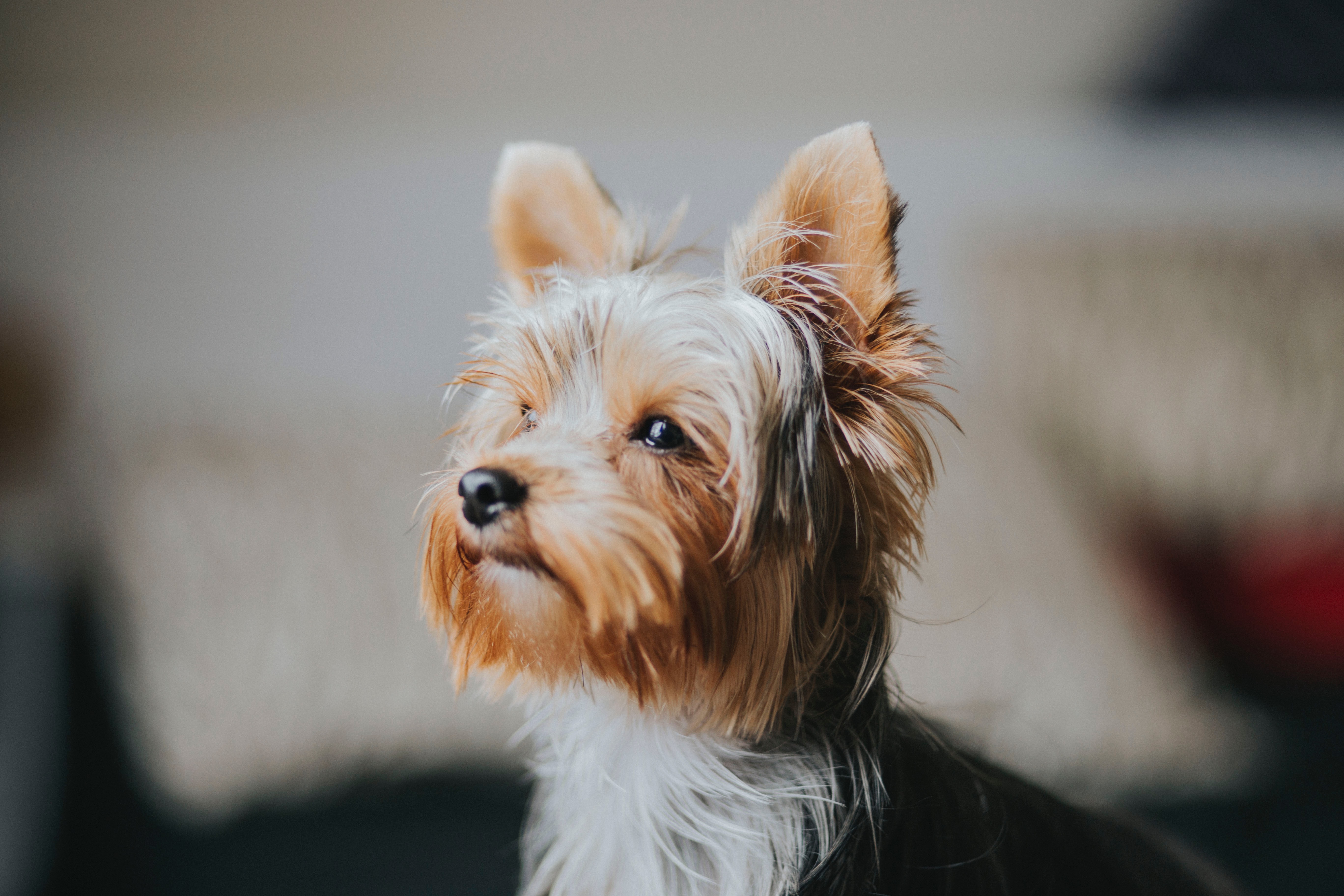 约克夏梗犬图片桌面壁纸