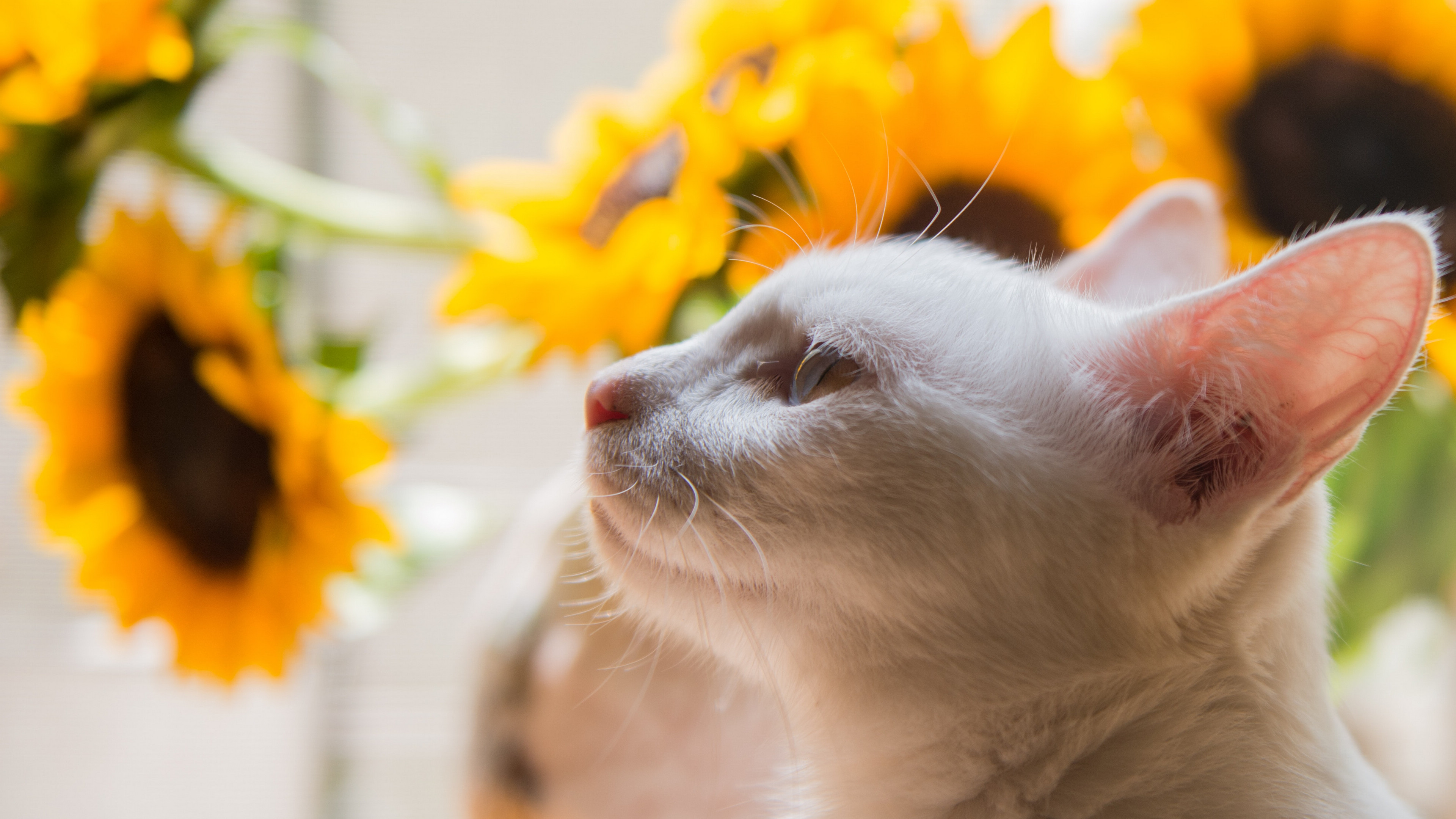 宠物猫咪摄影图片高清电脑壁纸