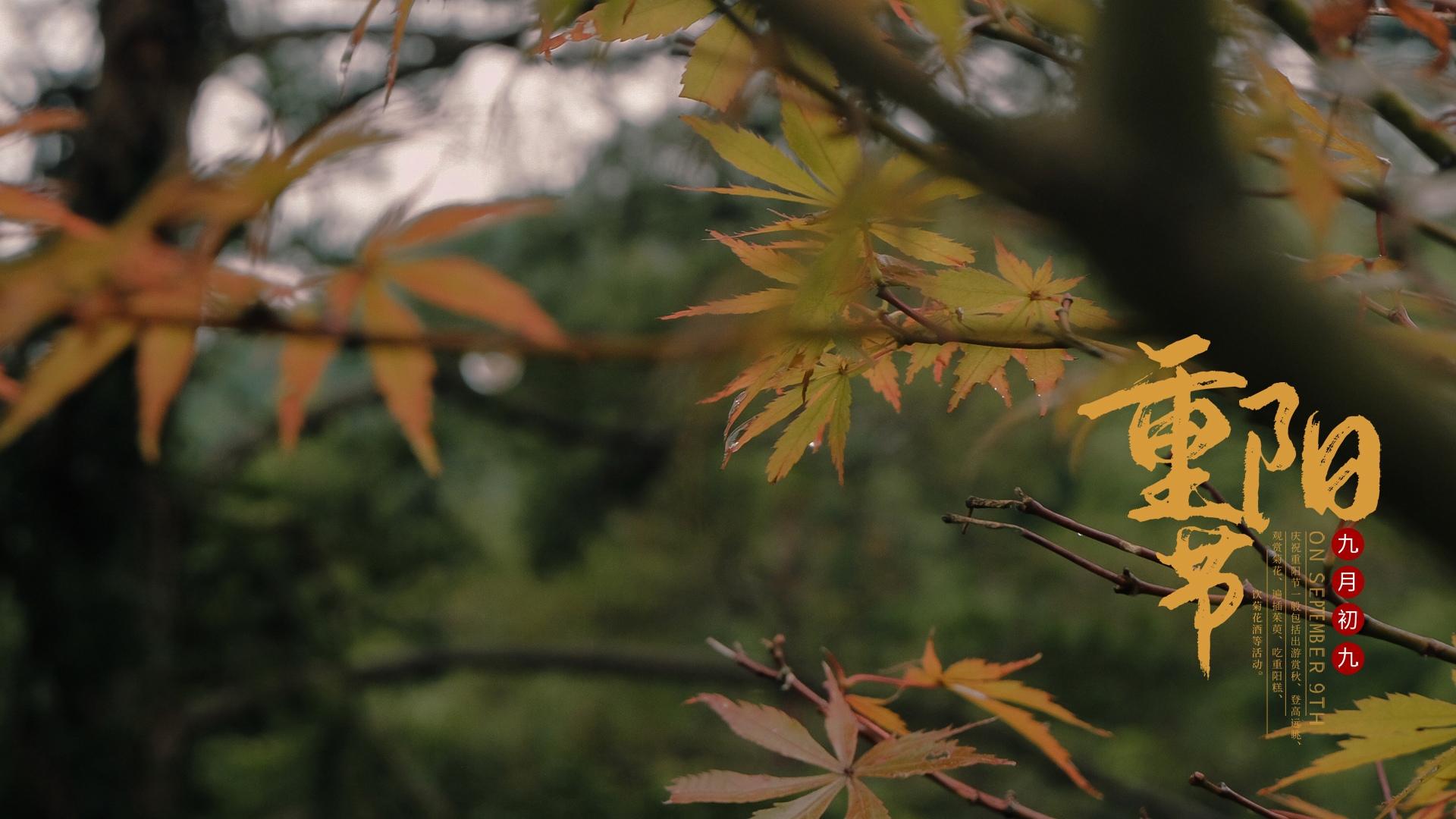 九九重阳节枫叶秋景图片壁纸