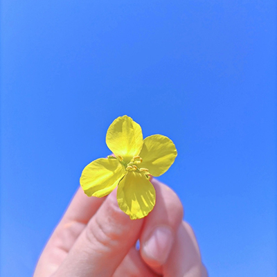 清新好看的油菜花头像