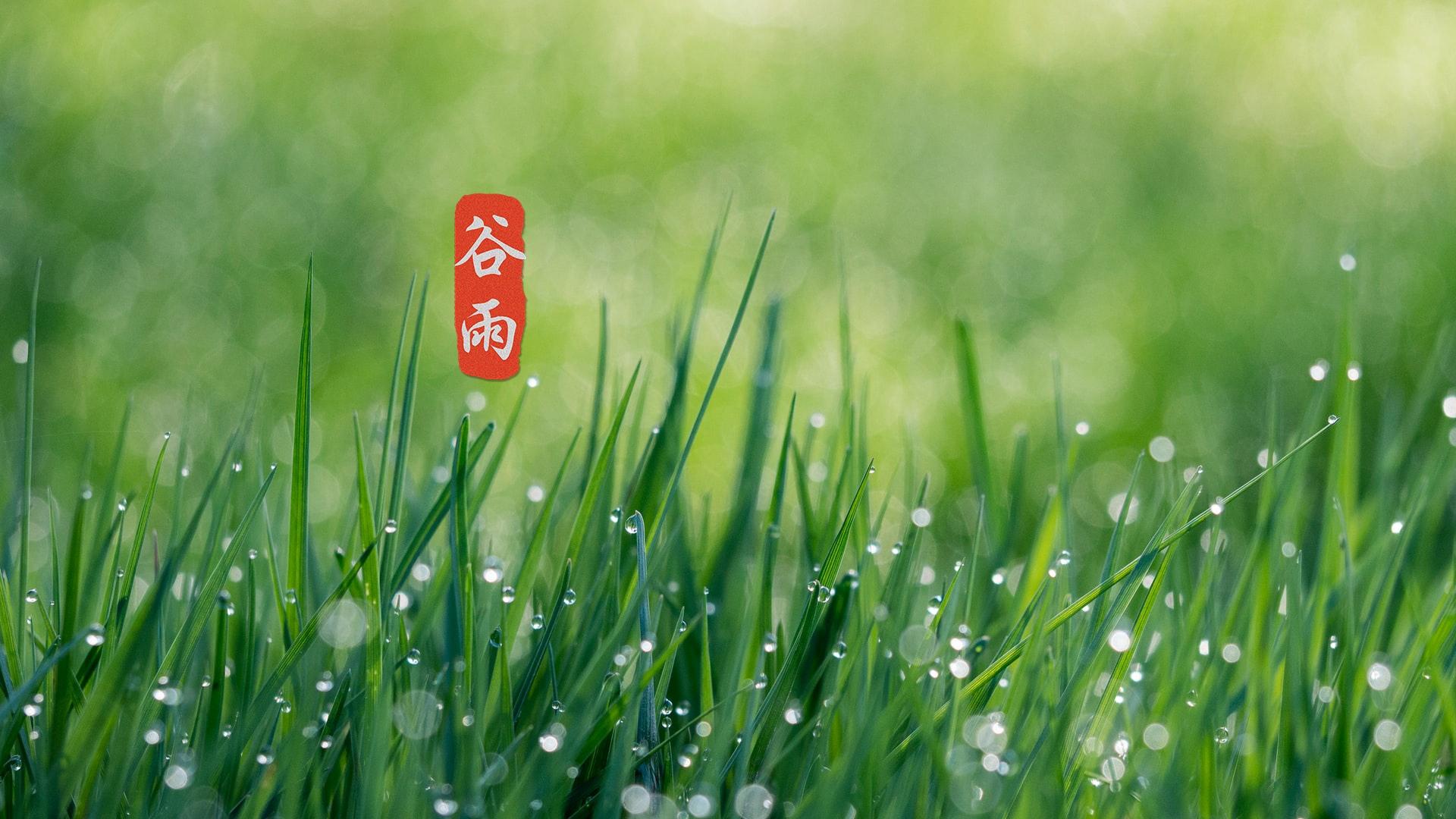 节气谷雨高清桌面壁纸图片