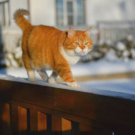 橘猫可爱头像