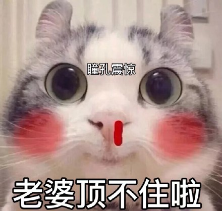 老婆奴猫咪表情包