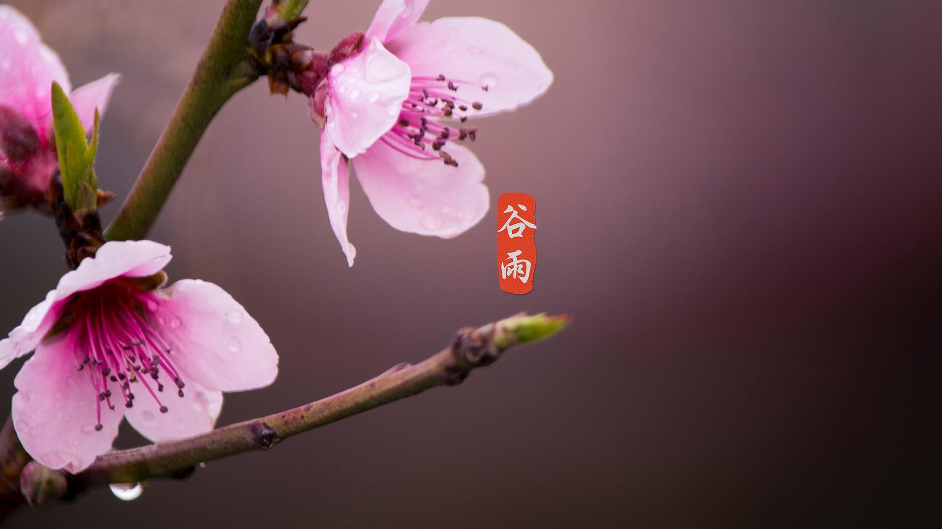 小清新24节气谷雨图片桌面壁纸