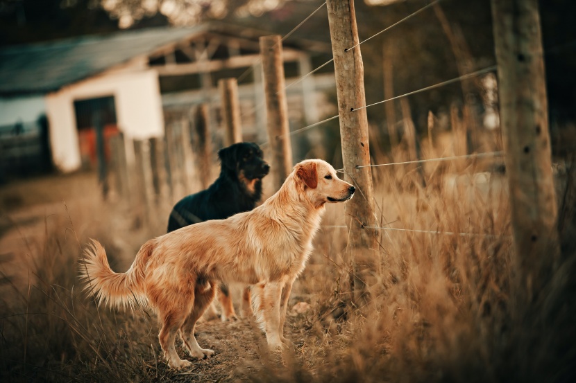 金毛寻回犬图片