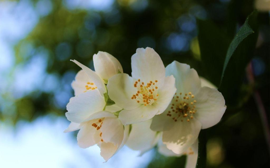 白色茉莉花图片桌面壁纸