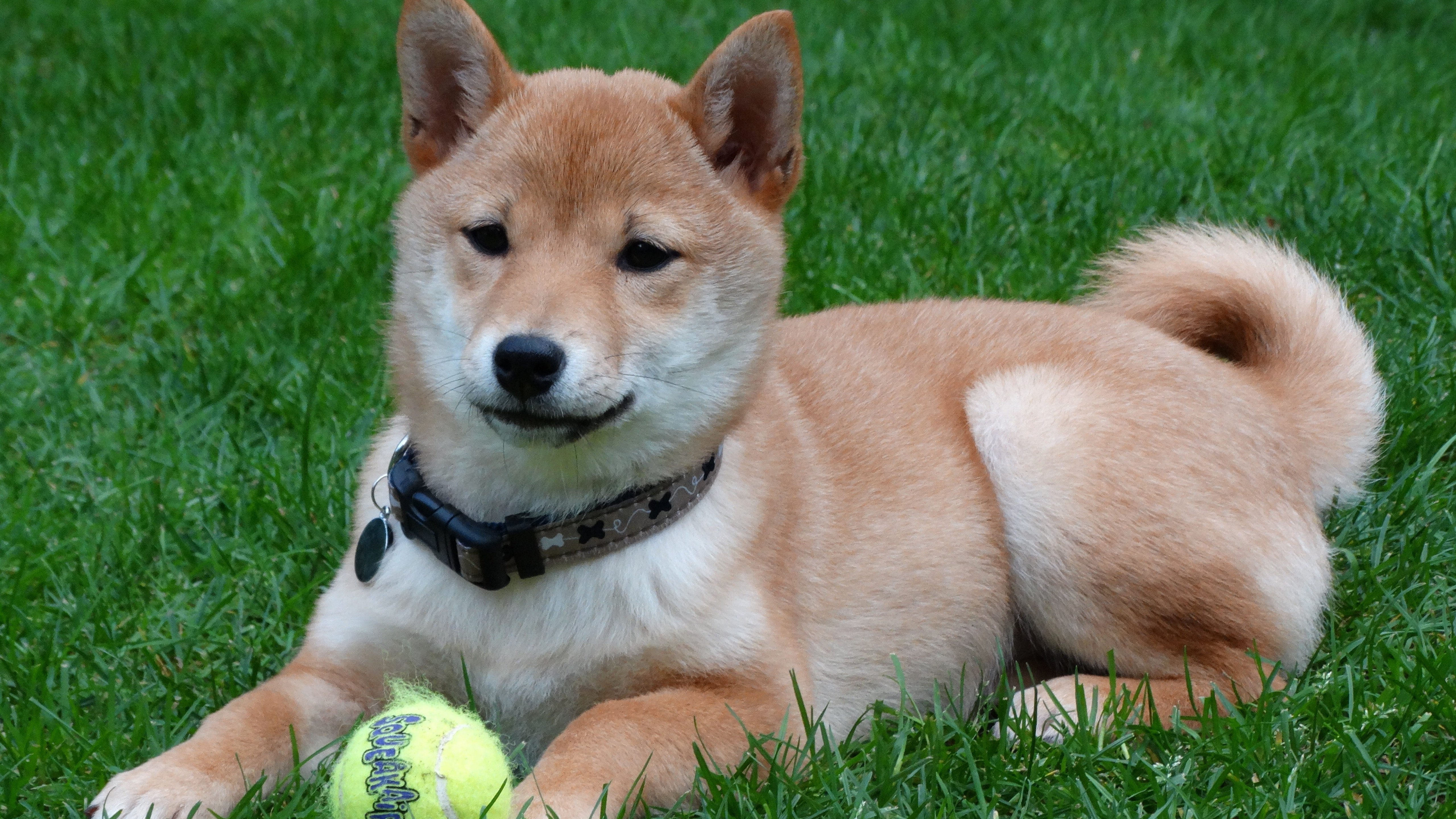 日本秋田犬图片桌面壁纸