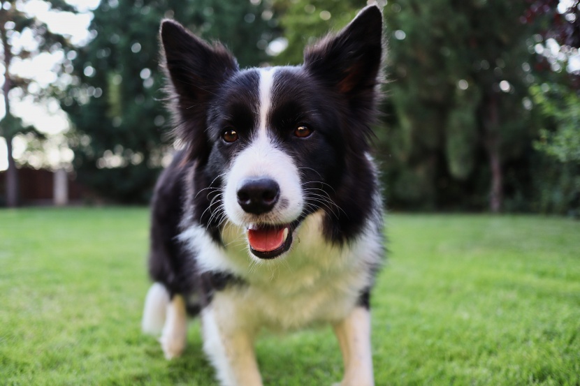 边境牧羊犬图片