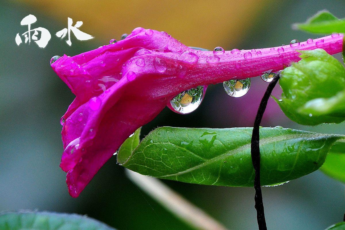 雨水节气清新护眼图片桌面壁纸