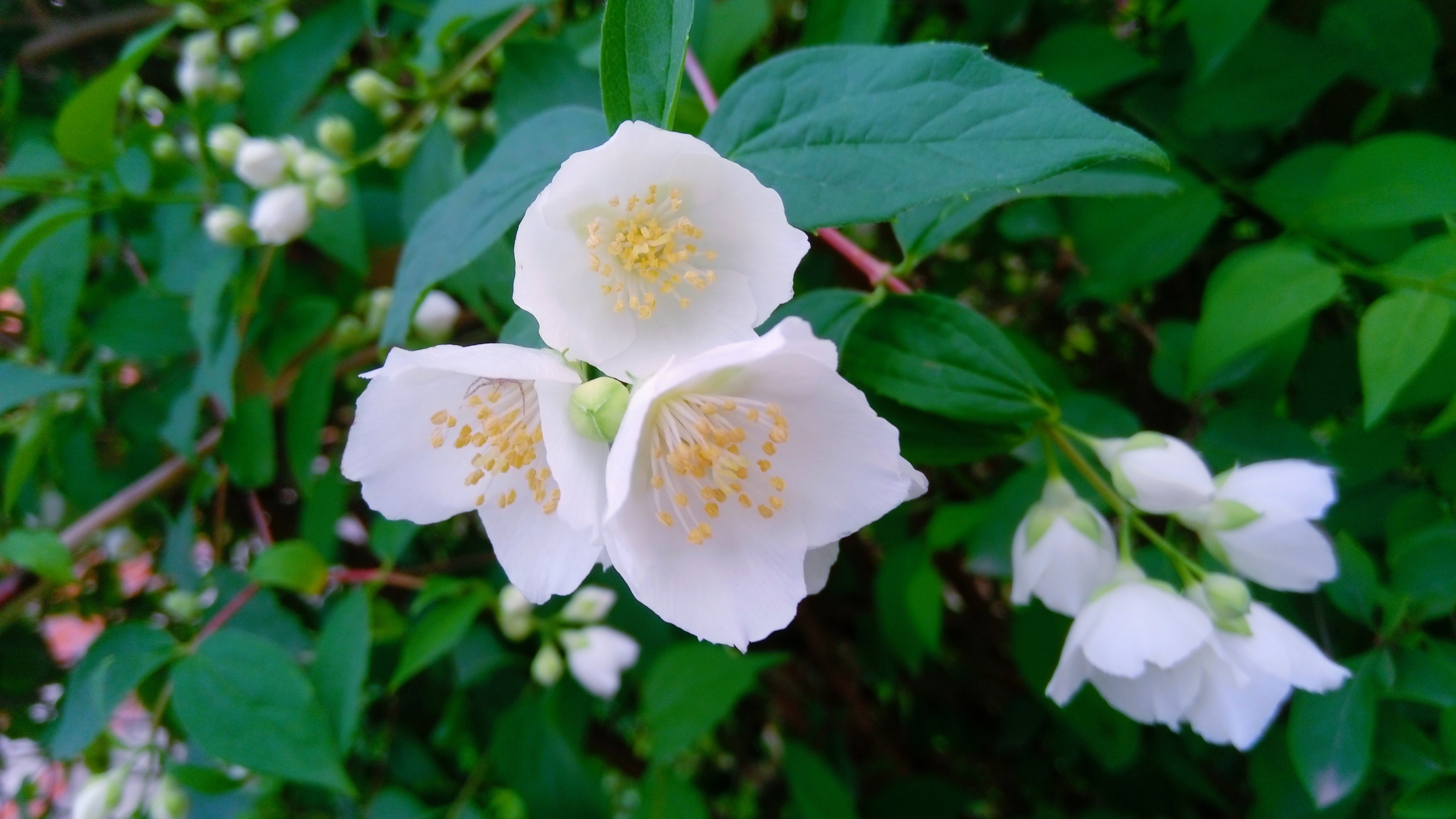 茉莉花图片桌面壁纸