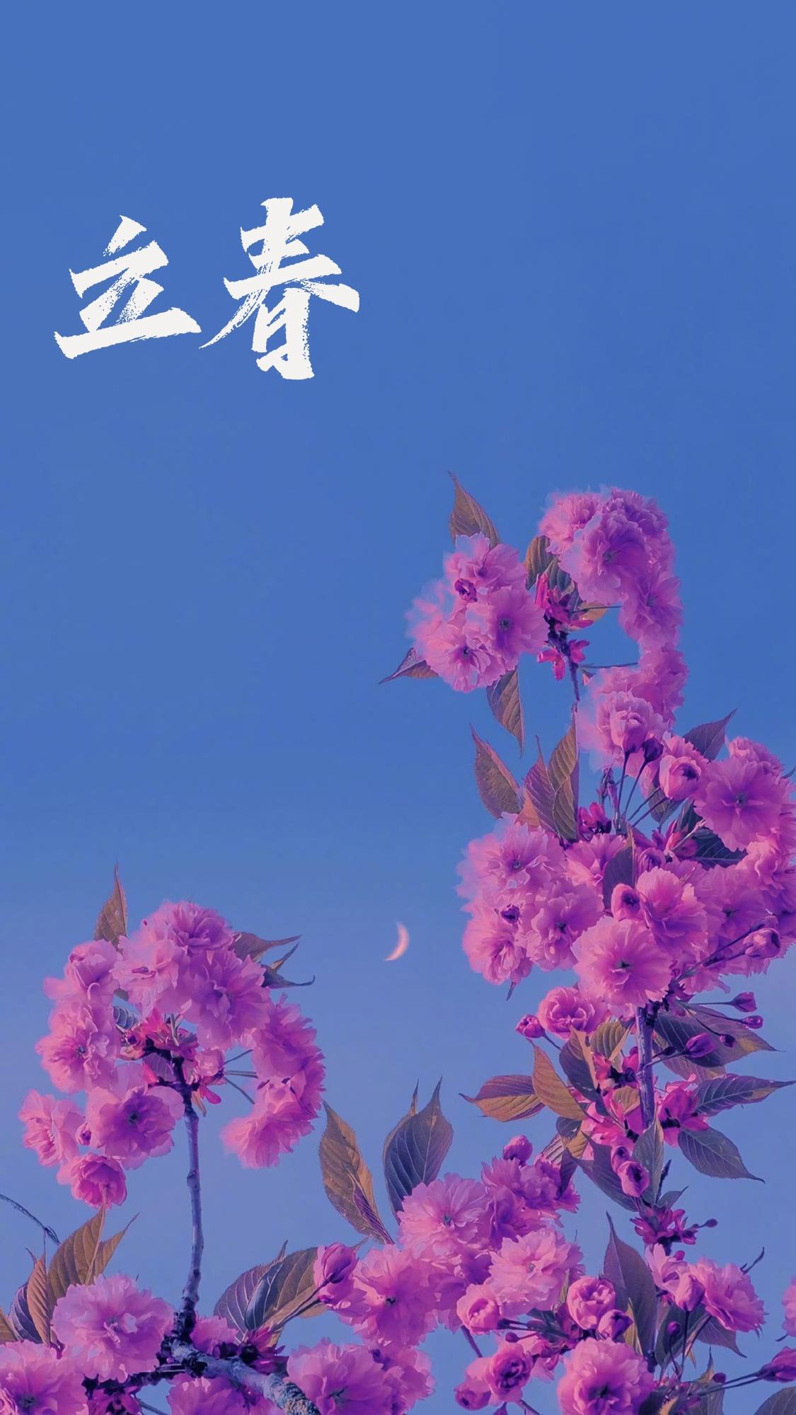 立春时节之花朵手机壁纸图片