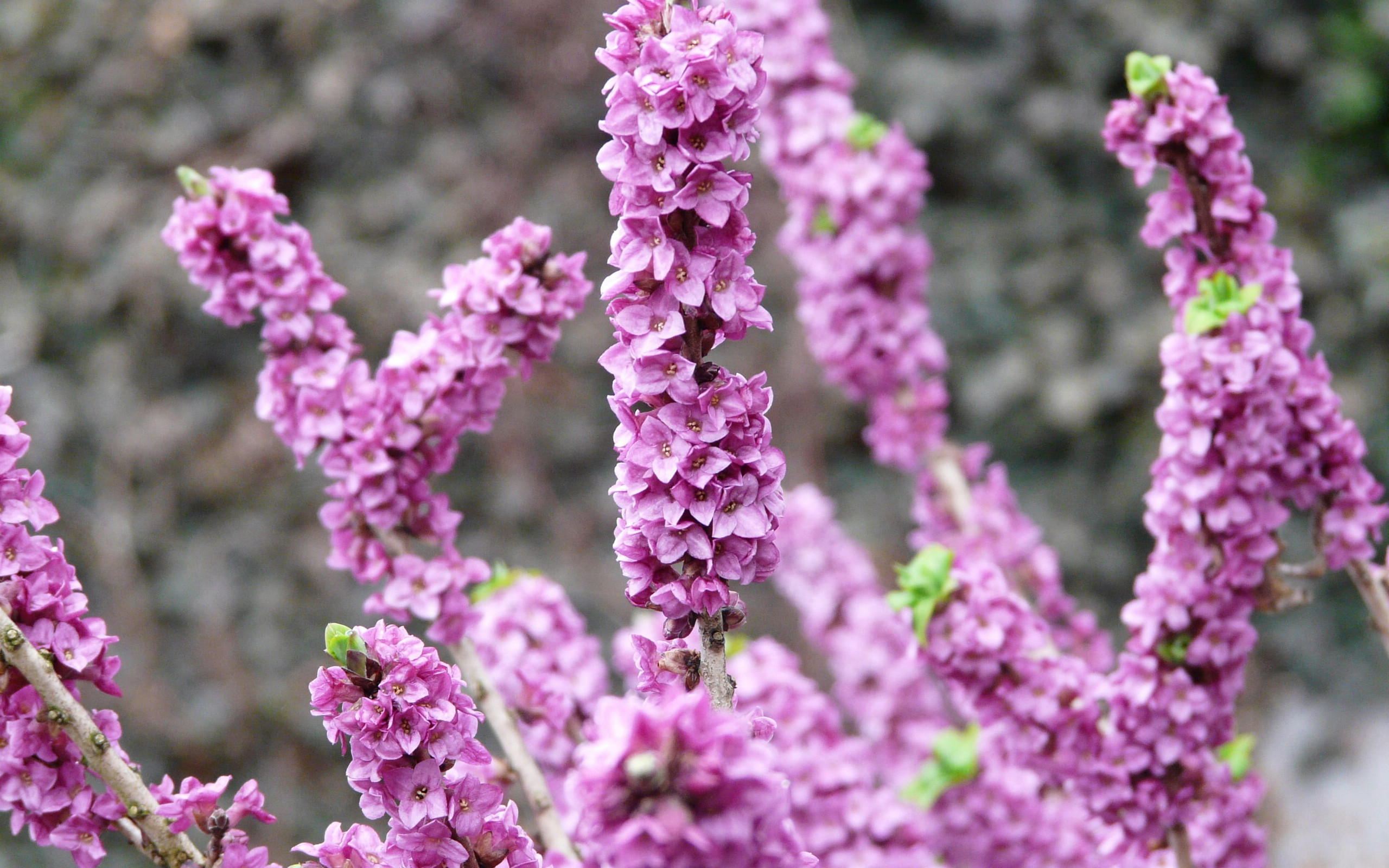 瑞香花图片桌面壁纸