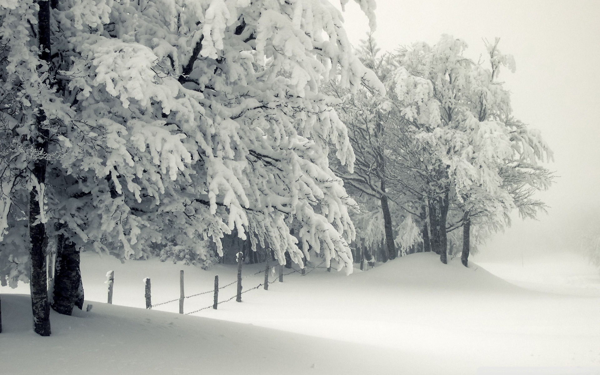 安静冬日雪景桌面壁纸