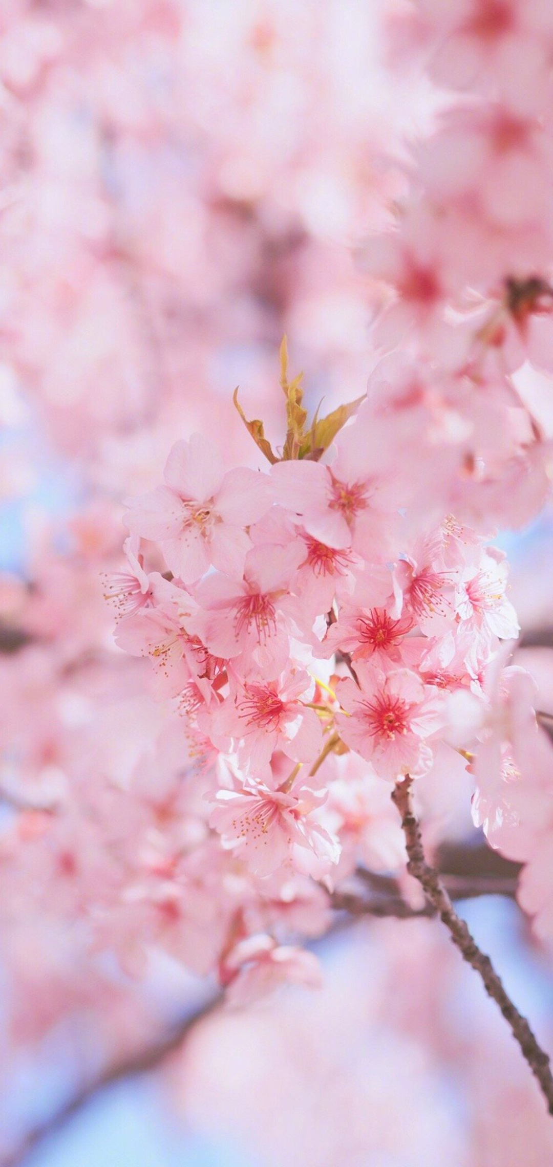 春日粉色樱花手机壁纸