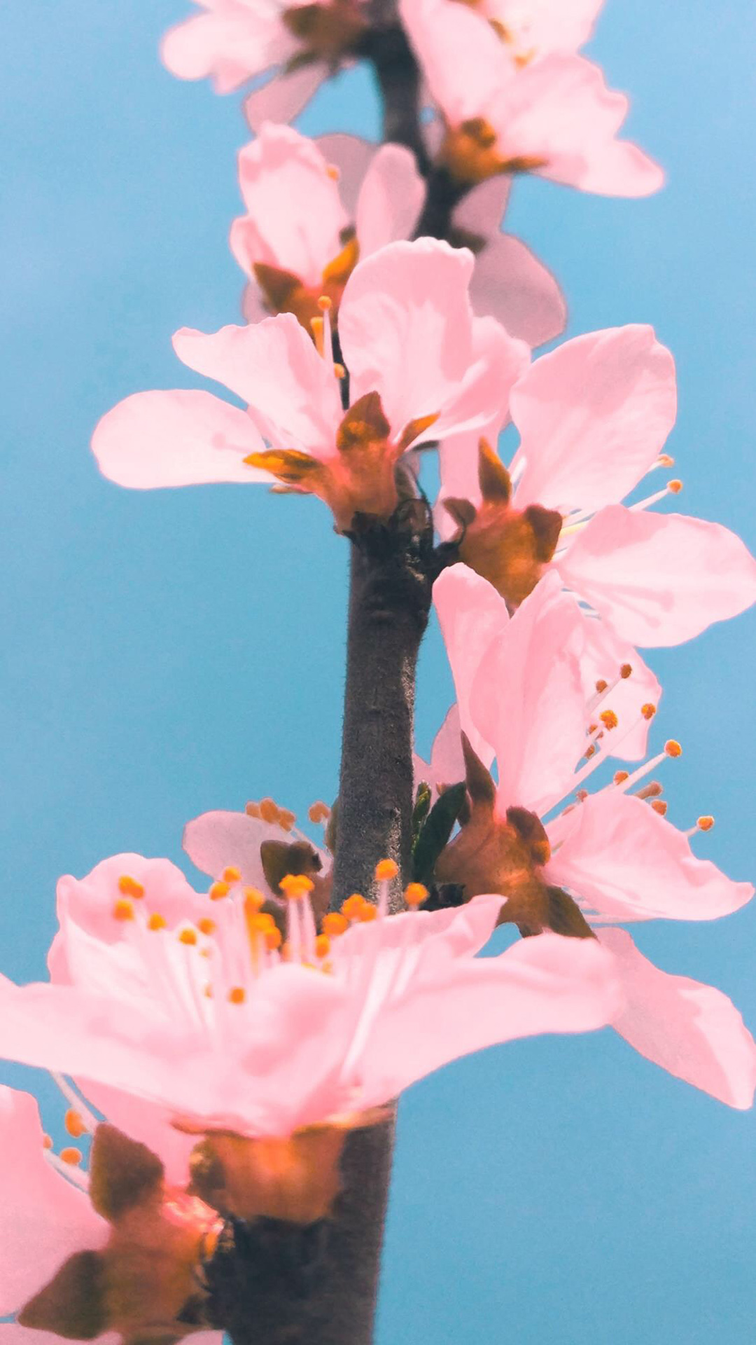 粉色桃花浅蓝天空手机壁纸