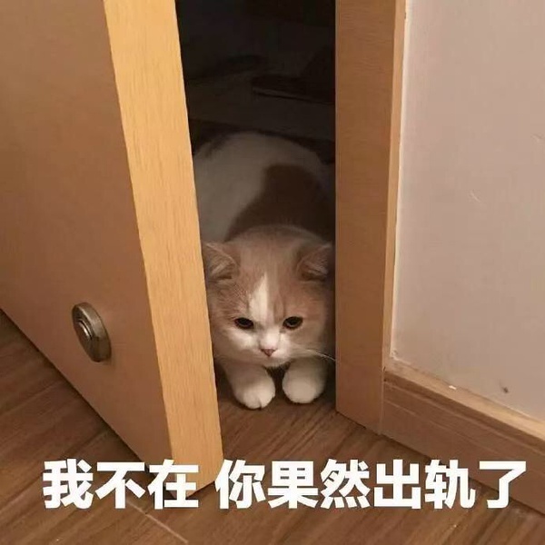 猫咪出轨表情包