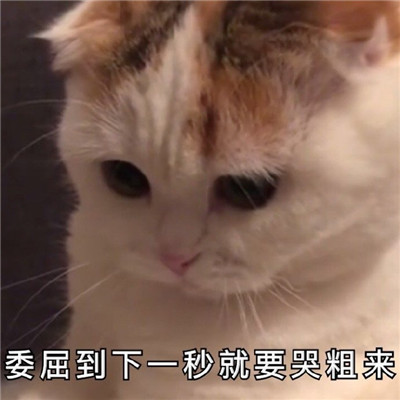 萌宠猫咪难过表情包