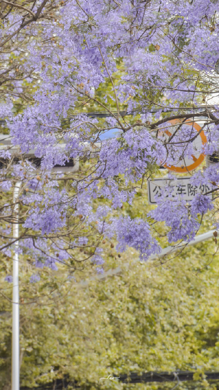 蓝花楹唯美治愈系壁纸