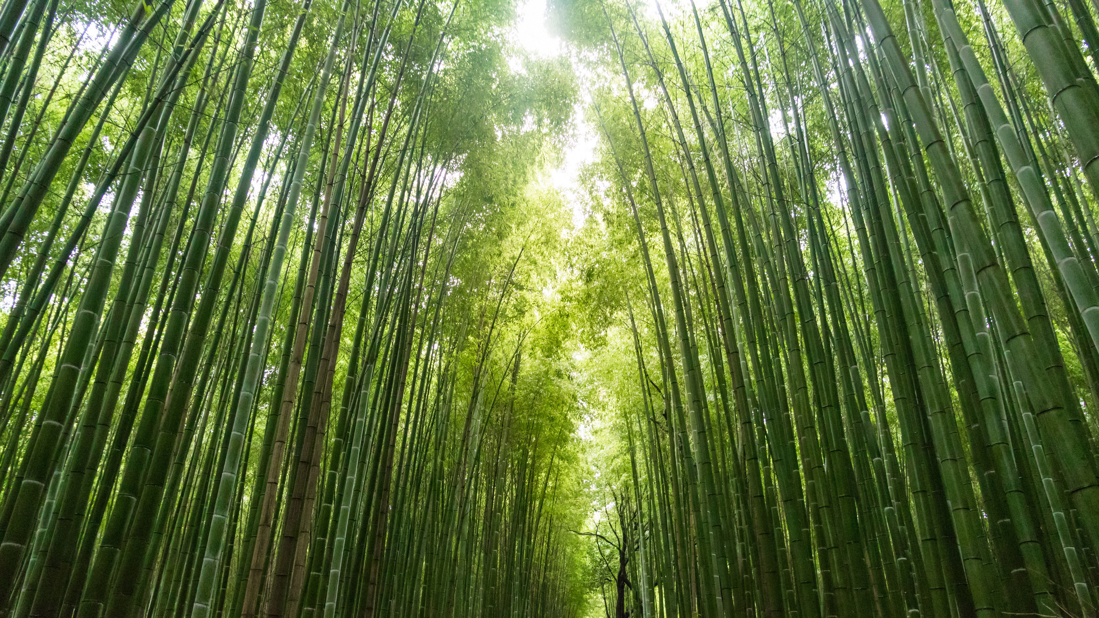 静谧竹林风景图片桌面壁纸