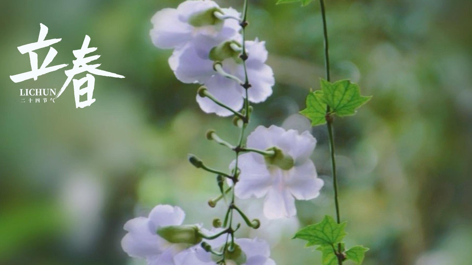 立春时节之牵牛花图片壁纸