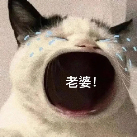 猫咪喊妈表情包