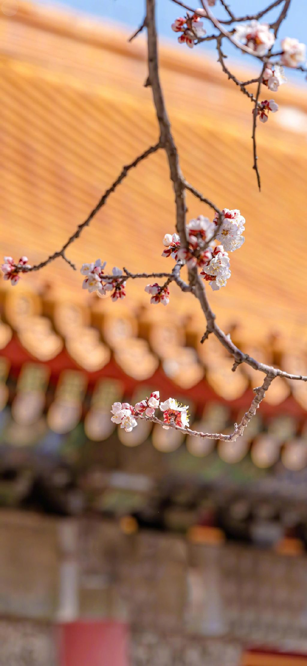 唯美杏花风景图片