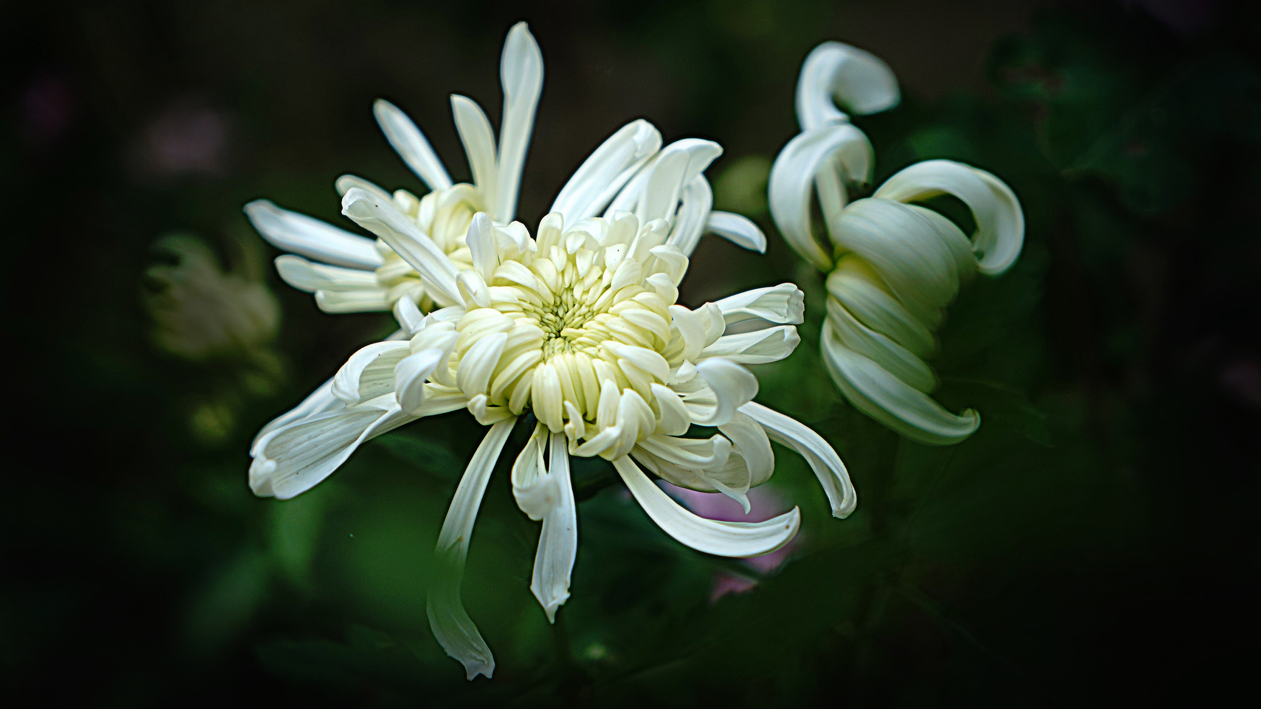 白菊花图片桌面壁纸