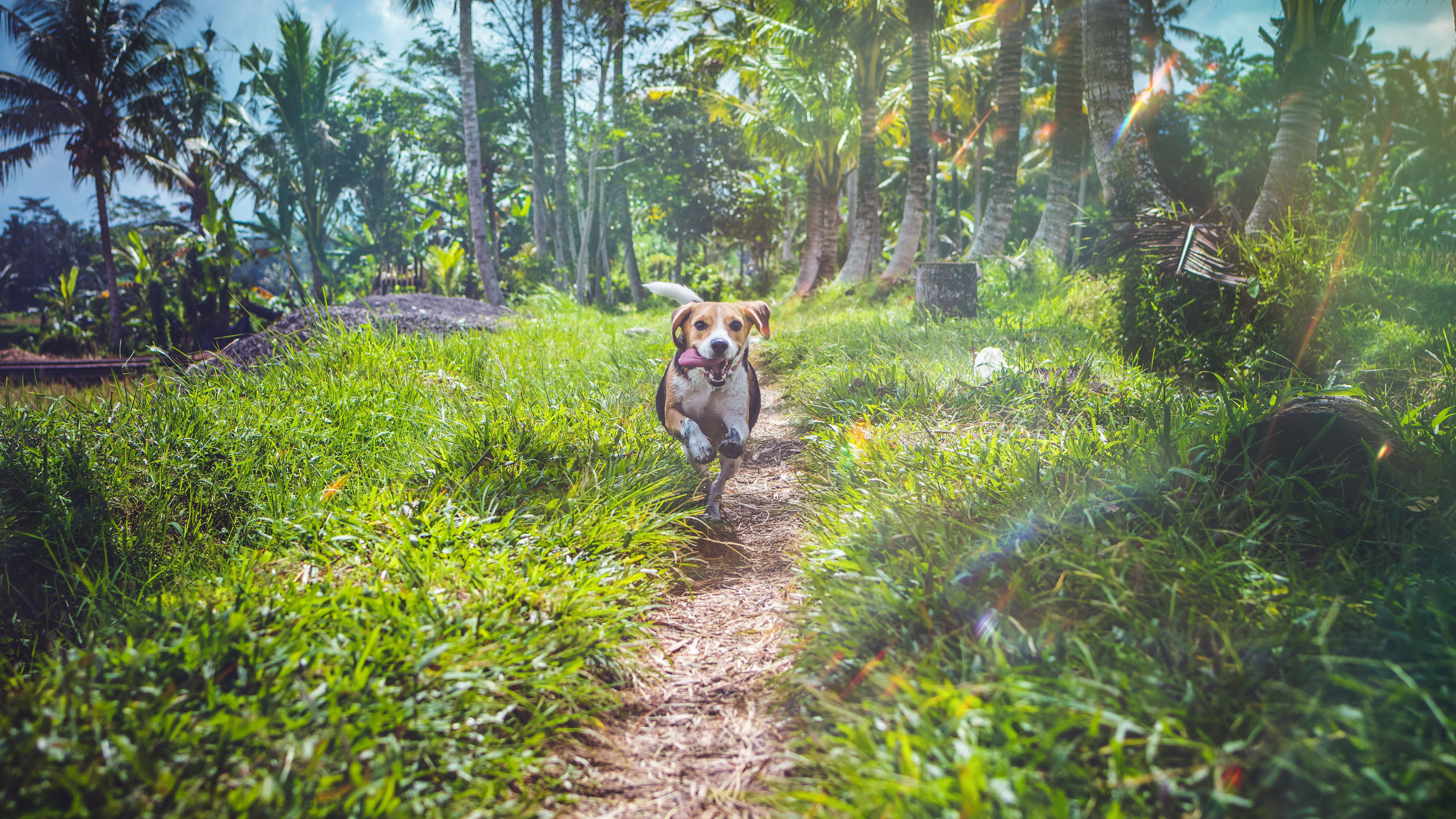 奔跑的米格鲁猎兔犬图片壁纸