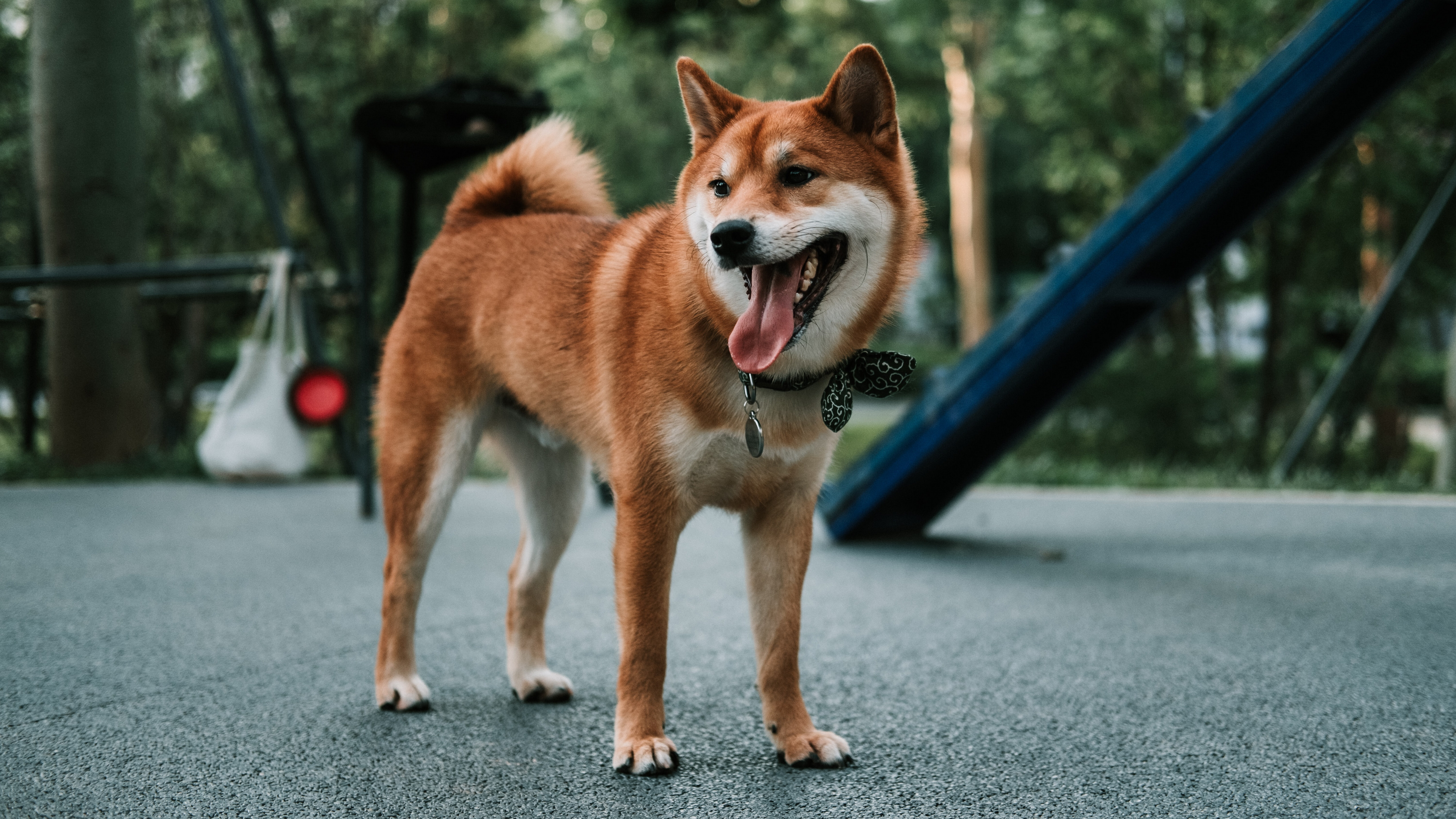 日本秋田犬图片桌面壁纸