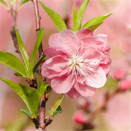 阳春三月桃花图片赏析