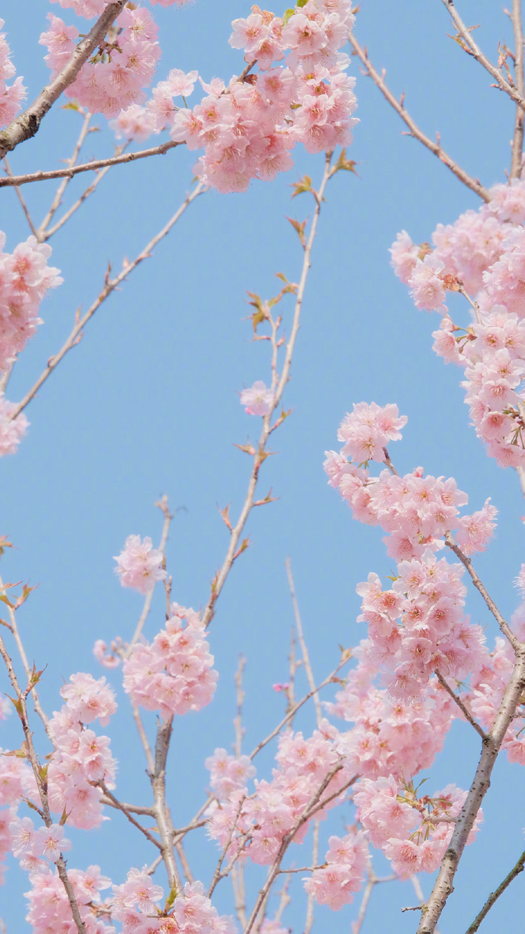 唯美春日樱花手机壁纸