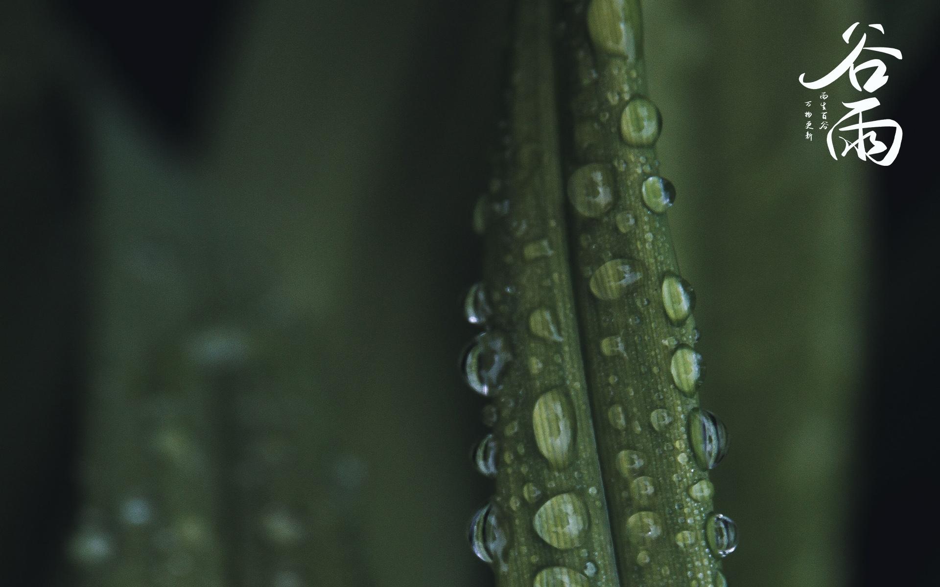 节气谷雨唯美图片桌面壁纸