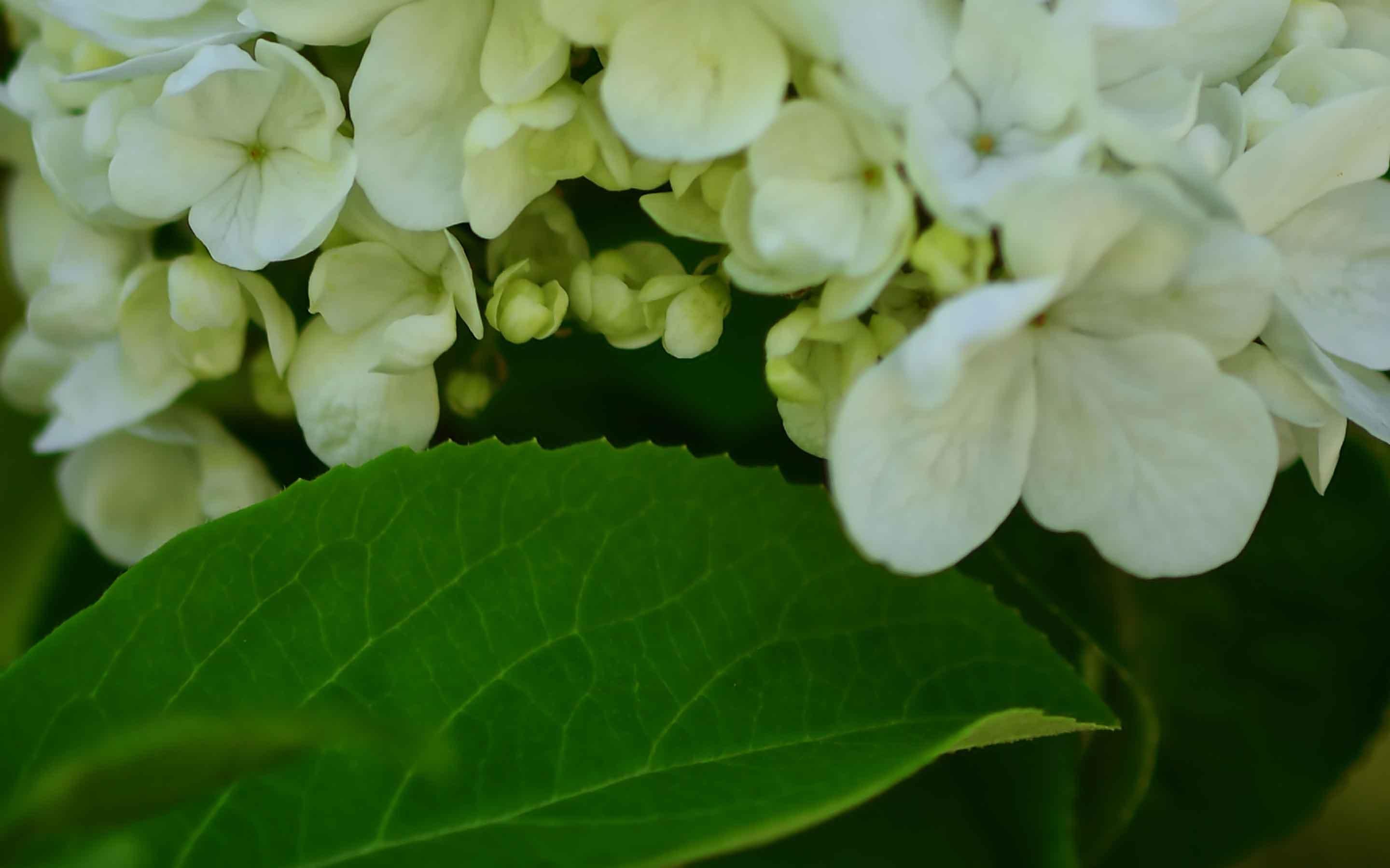 洁白如玉琼花微距摄影图片桌面壁纸