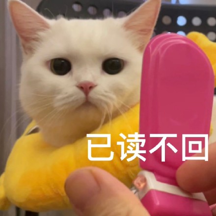 猫咪奶盖系列表情包