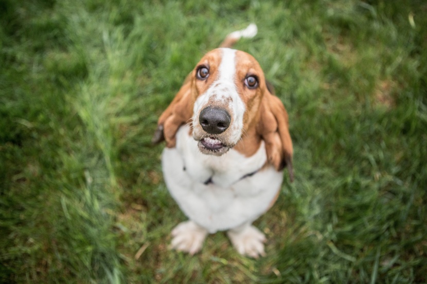 巴吉度犬图片