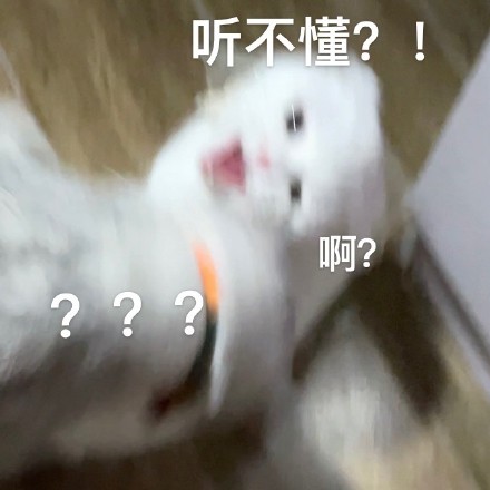 猫咪奶盖暴躁版表情包