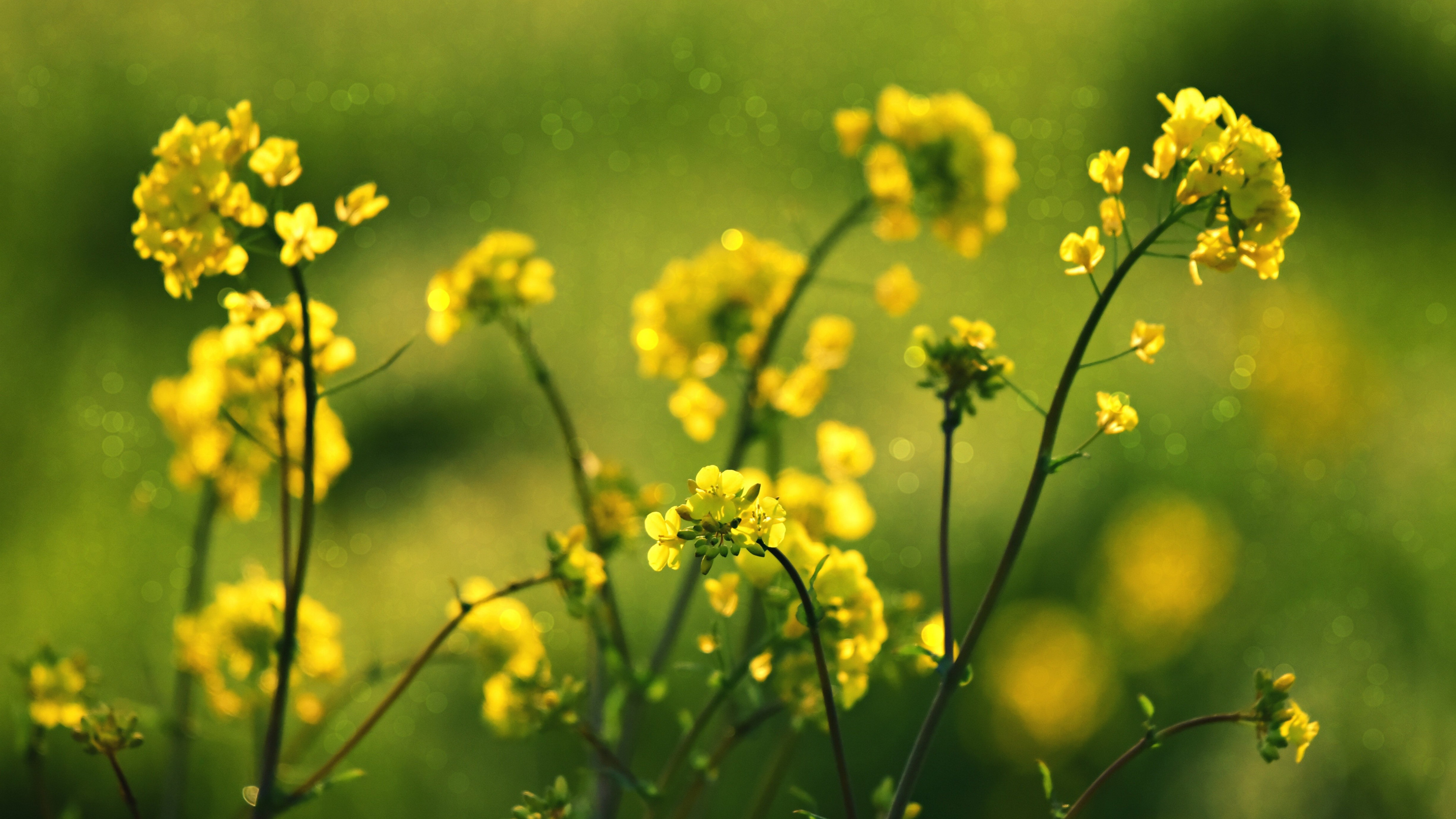 油菜花花海风景图片桌面壁纸