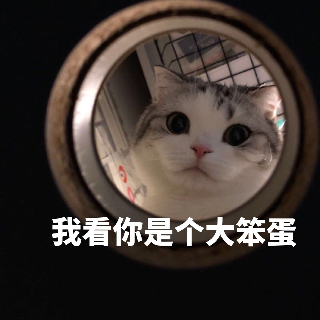 泡芙猫的表情包合集