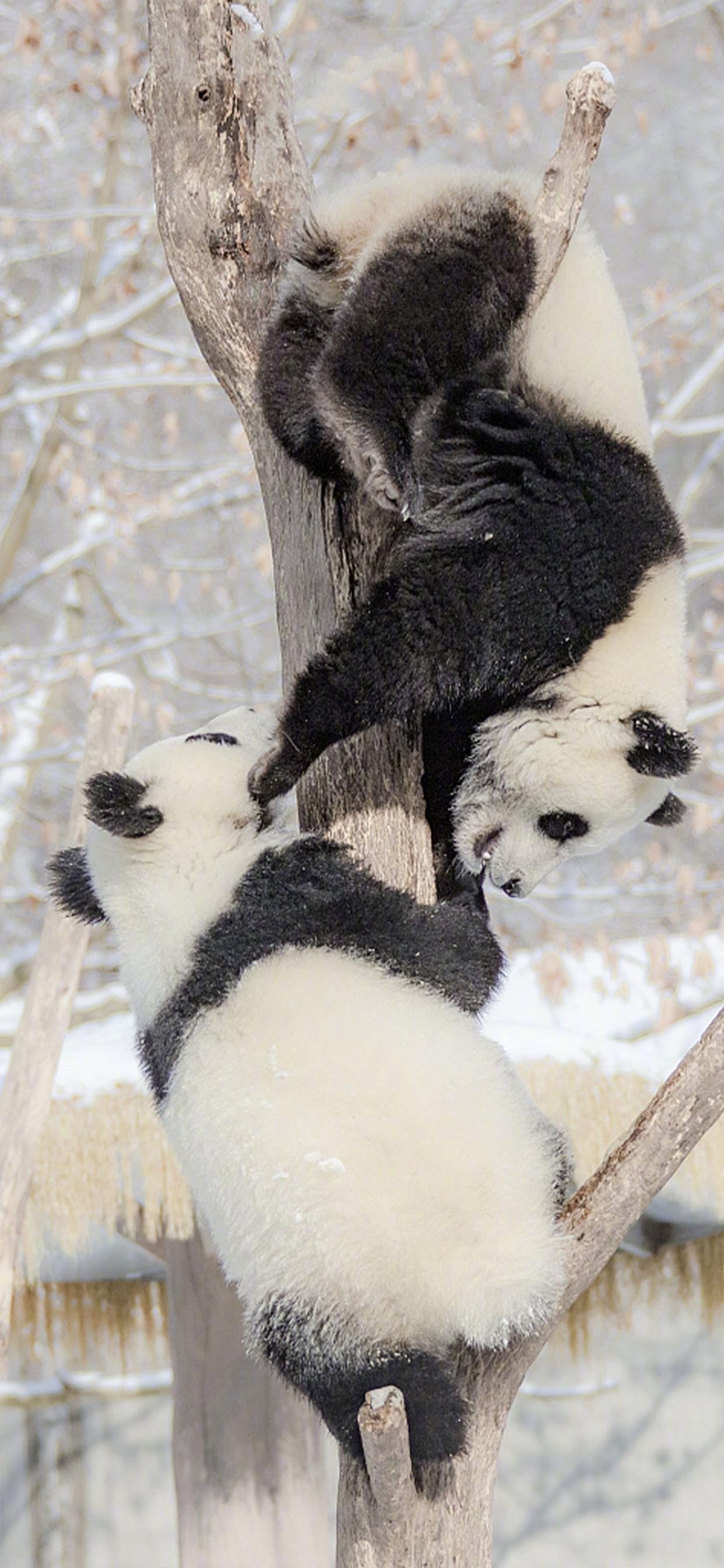 大熊猫雪地嬉戏手机壁纸