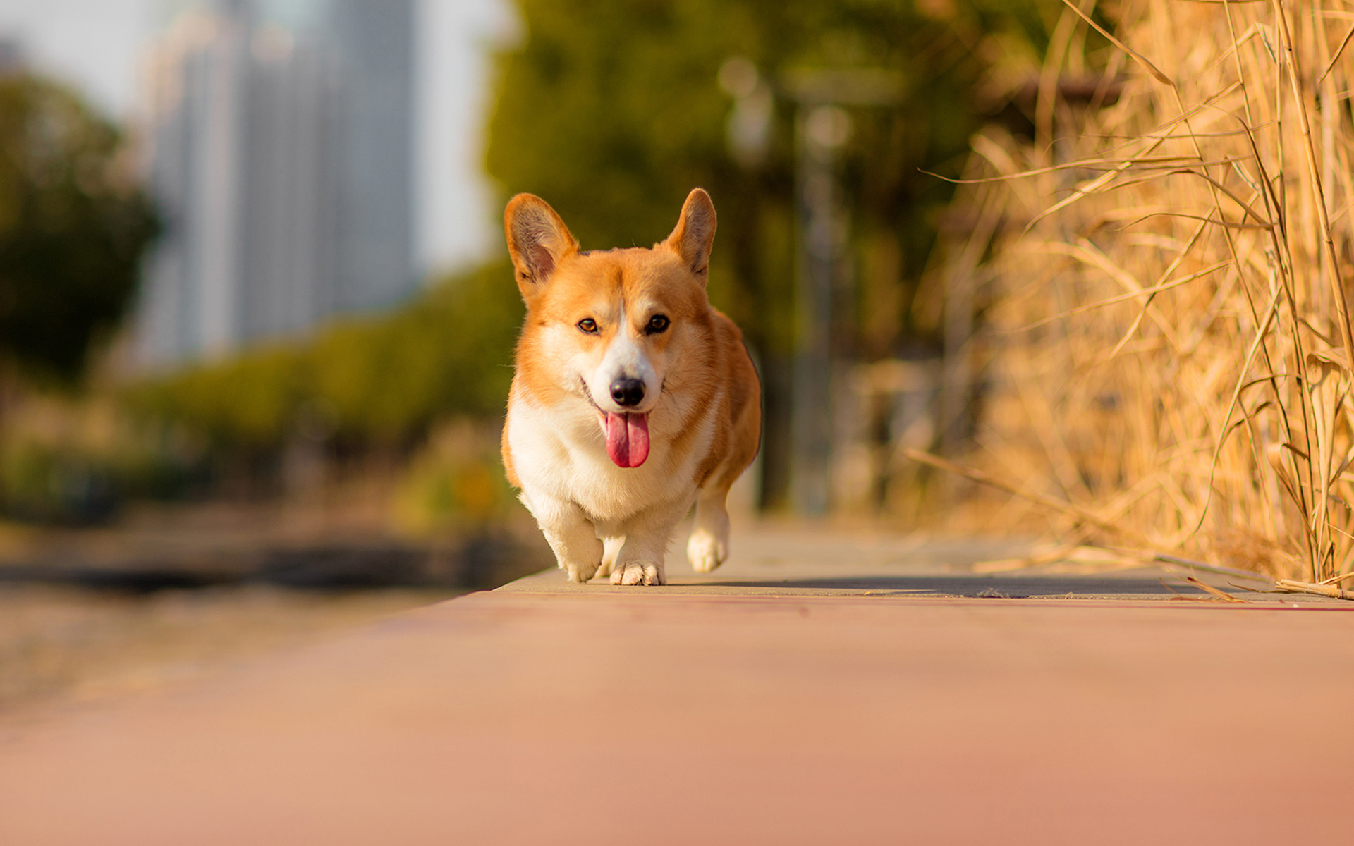 奔跑的柯基图片桌面壁纸