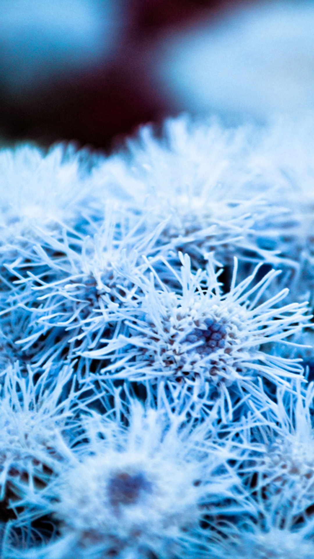 霜降迷人雪景图片高清手机壁纸