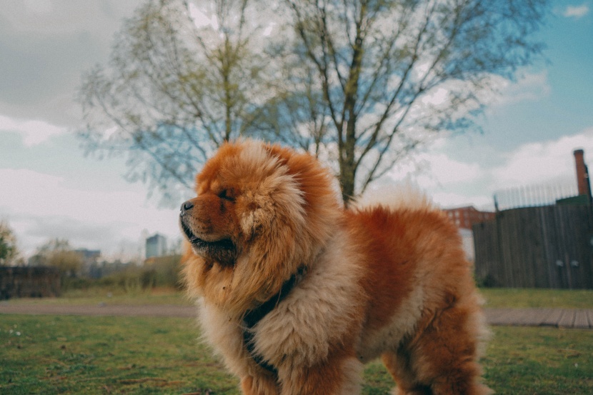 松狮犬图片 松狮狗图片