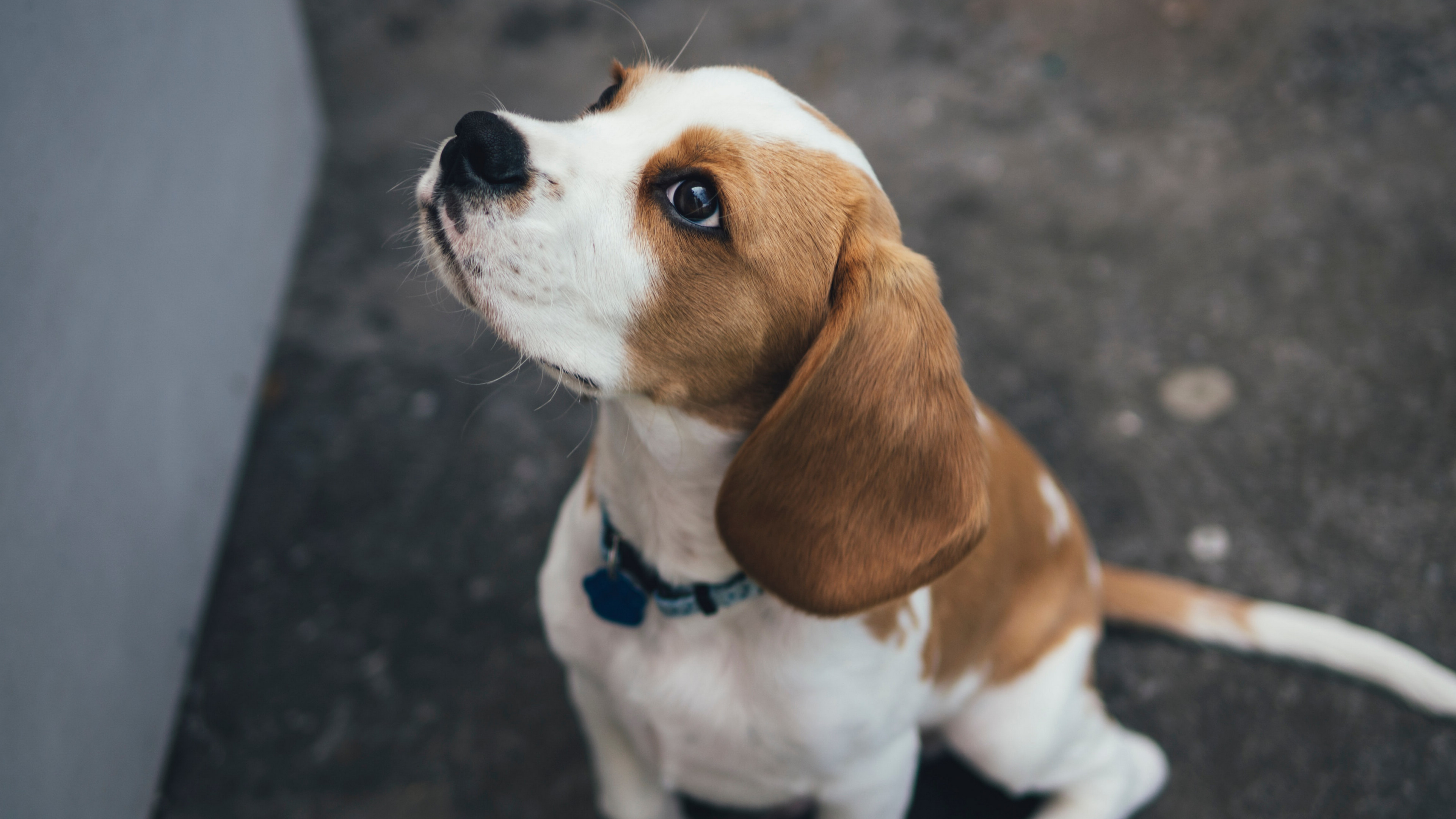 奔跑的米格鲁猎兔犬图片壁纸