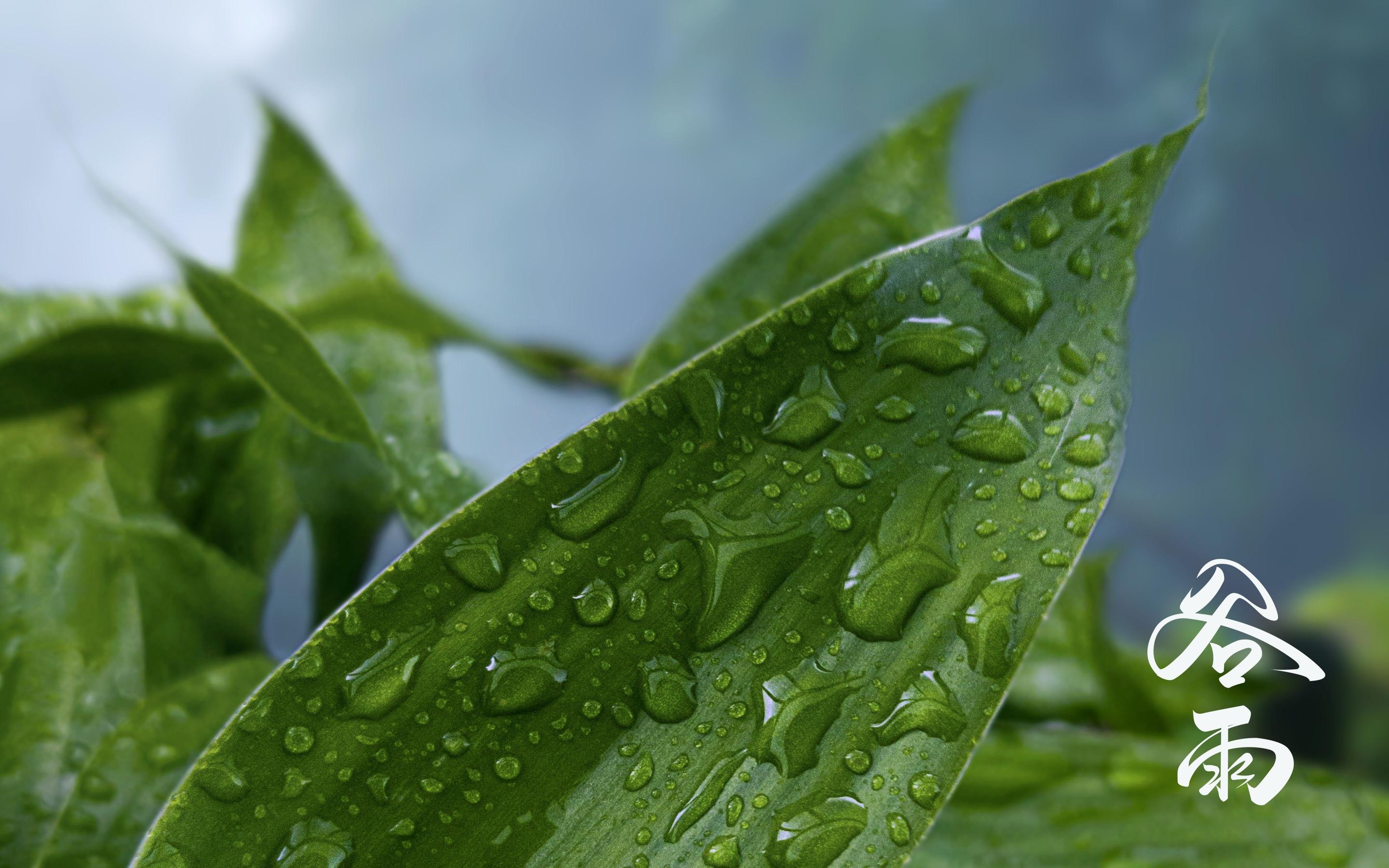 二十四节气谷雨图片桌面壁纸