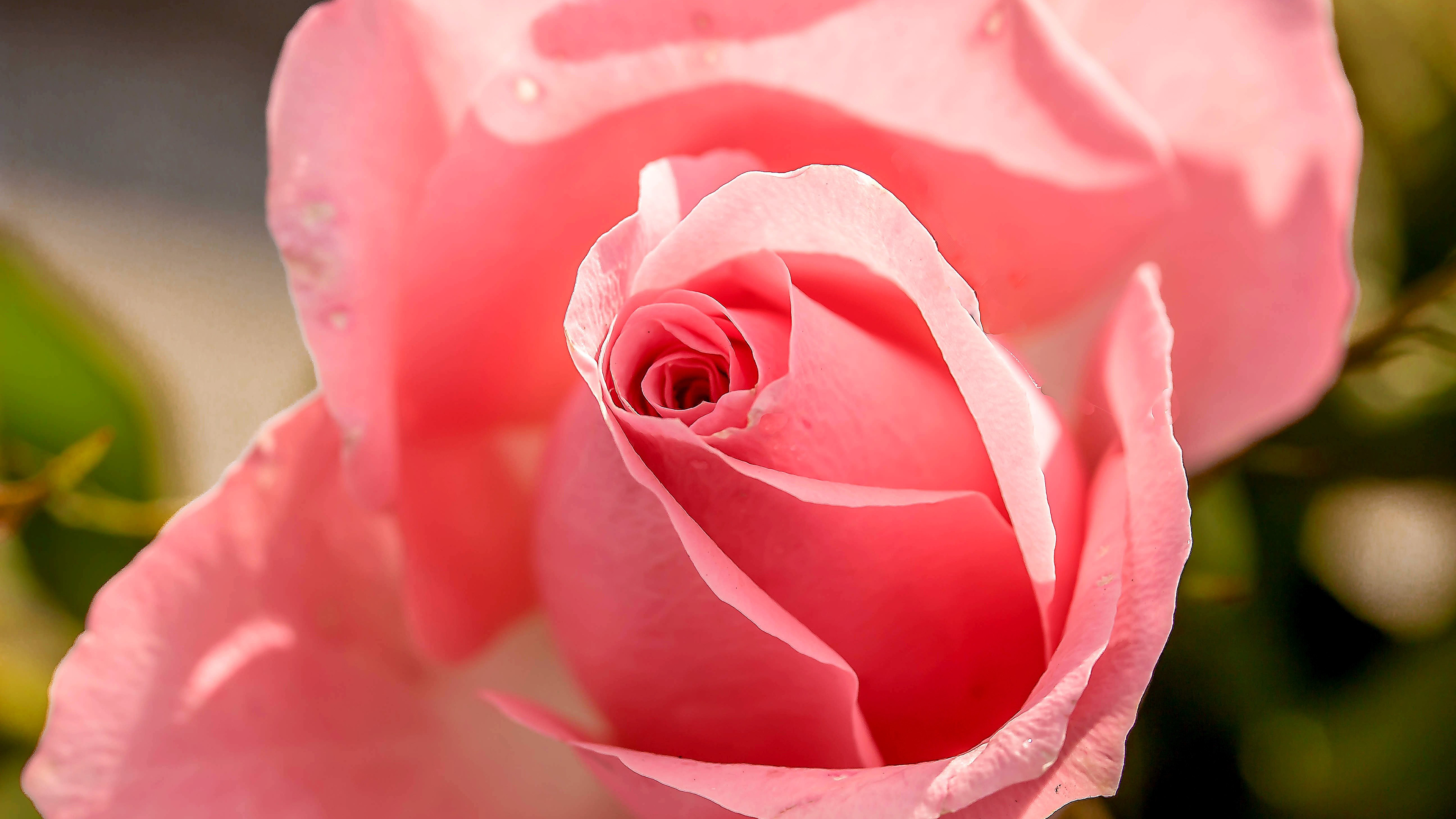 粉色玫瑰花图片桌面壁纸
