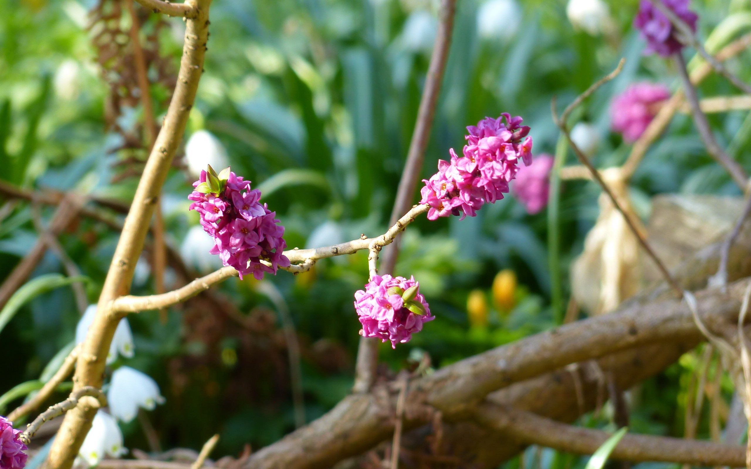 瑞香花图片桌面壁纸