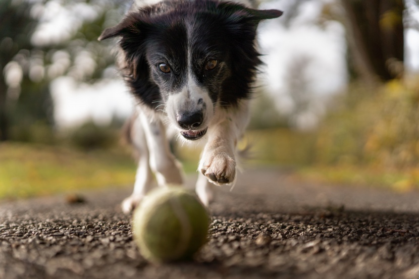 边境牧羊犬图片